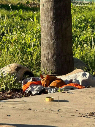 Illustration de l'article : Des ouvriers offrent une couverture à un chien errant, et celui-ci ne veut plus la quitter