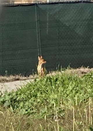 Illustration de l'article : Des ouvriers offrent une couverture à un chien errant, et celui-ci ne veut plus la quitter