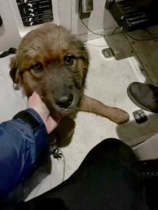 Illustration de l'article : Un chiot désorienté se jette dans un fleuve, sa famille retrouve sa trace 3 jours plus tard
