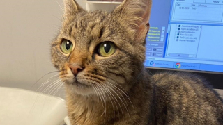 Illustration de l'article : Une vétérinaire se démène pour retrouver la famille d’une chatte errante recherchée depuis 10 ans