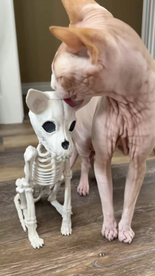 Illustration de l'article : Son chat tombe amoureux d’un squelette acheté pour décorer la maison à l’occasion d’Halloween
