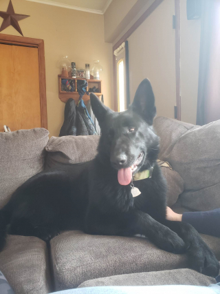 Illustration de l'article : Un enfant de 7 ans gagne la confiance d’un chien insaisissable depuis des mois, et parvient à le sauver