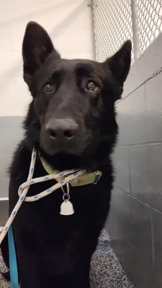 Illustration de l'article : Un enfant de 7 ans gagne la confiance d’un chien insaisissable depuis des mois, et parvient à le sauver