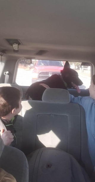 Illustration de l'article : Un enfant de 7 ans gagne la confiance d’un chien insaisissable depuis des mois, et parvient à le sauver