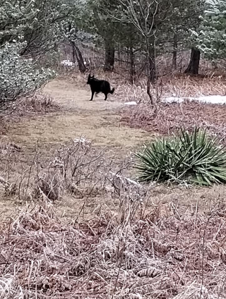 Illustration de l'article : Un enfant de 7 ans gagne la confiance d’un chien insaisissable depuis des mois, et parvient à le sauver
