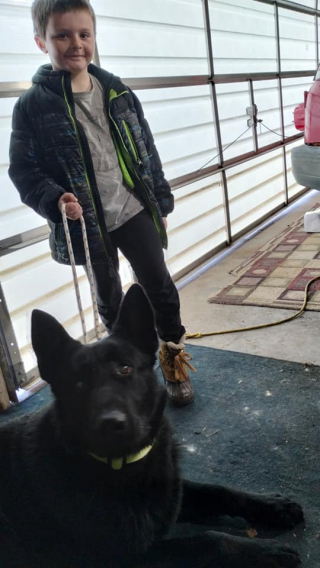 Illustration de l'article : Un enfant de 7 ans gagne la confiance d’un chien insaisissable depuis des mois, et parvient à le sauver