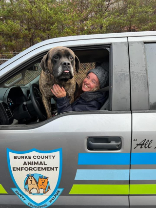 Illustration de l'article : Les petits défauts de ce gros chien adolescent et turbulent ont su toucher le cœur des internautes