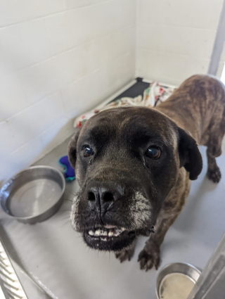 Illustration de l'article : Les petits défauts de ce gros chien adolescent et turbulent ont su toucher le cœur des internautes