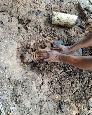 Illustration de l'article : Un chiot s’enfonce au plus profond d’une canalisation et mobilise plusieurs professionnels pour son sauvetage