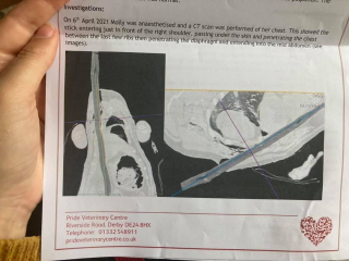 Illustration de l'article : Une op&eacute;ration d&eacute;licate pour sauver Molly, le jeune labrador victime d'un jeu qui tourne mal