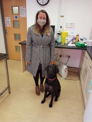 Illustration de l'article : Une op&eacute;ration d&eacute;licate pour sauver Molly, le jeune labrador victime d'un jeu qui tourne mal