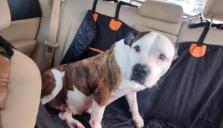 Illustration de l'article : Une chienne de refuge au regard triste retrouve le sourire grâce à des bénévoles dévoués