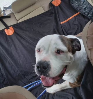 Illustration de l'article : Une chienne de refuge au regard triste retrouve le sourire grâce à des bénévoles dévoués