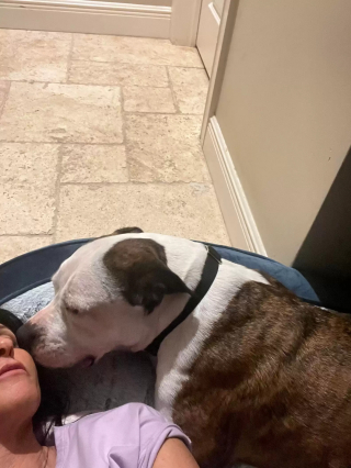 Illustration de l'article : Une chienne de refuge au regard triste retrouve le sourire grâce à des bénévoles dévoués