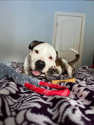 Illustration de l'article : Une chienne de refuge au regard triste retrouve le sourire grâce à des bénévoles dévoués