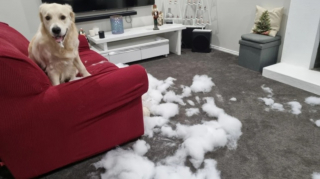 Illustration de l'article : Un Bouledogue Français transforme la vie d'un Golden Retriever qui détruit tout ce qui lui passe sous la truffe