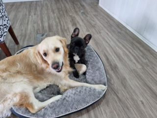 Illustration de l'article : Un Bouledogue Français transforme la vie d'un Golden Retriever qui détruit tout ce qui lui passe sous la truffe