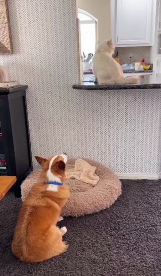 Illustration de l'article : Un chien et un chat s’allient pour voler des friandises sur le comptoir de la cuisine (vidéo)