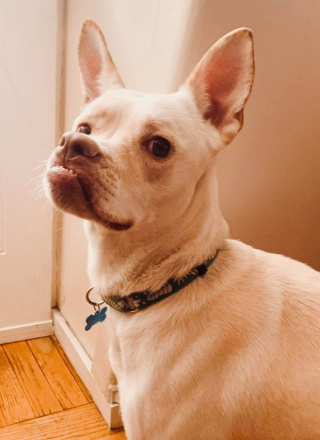 Illustration de l'article : À cause de son physique, cette chienne à la personnalité rayonnante peine à se faire adopter