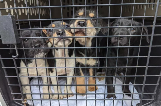 Illustration de l'article : Quatre chiots jetés comme des marchandises invendues par leur éleveur ont été retrouvés dans un jardin