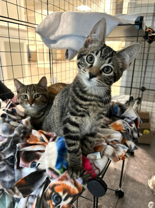 Illustration de l'article : Les visites de ces chatons apportent réconfort et sourires aux pensionnaires d'une résidence pour séniors