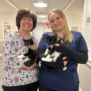 Illustration de l'article : Les visites de ces chatons apportent réconfort et sourires aux pensionnaires d'une résidence pour séniors