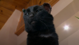 Illustration de l'article : Un automobiliste découvre un chat gelé et collé au sol par -50°C et fait tout pour le sauver (vidéo)