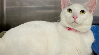 Illustration de l'article : Depuis le décès de son propriétaire, il y a près de 200 jours, cette chatte attend dans une animalerie que quelqu’un s’intéresse à elle