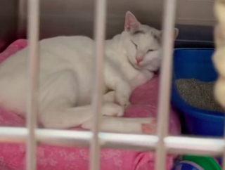 Illustration de l'article : Depuis le décès de son propriétaire, il y a près de 200 jours, cette chatte attend dans une animalerie que quelqu’un s’intéresse à elle