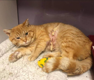 Illustration de l'article : Un chat blessé aux multiples problèmes de santé se métamorphose quelques mois après son arrivée au refuge