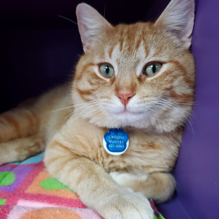 Illustration de l'article : Un chat blessé aux multiples problèmes de santé se métamorphose quelques mois après son arrivée au refuge