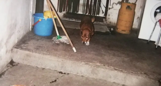 Illustration de l'article : À 31 ans, Bobi est « le plus vieux chien de tous les temps »