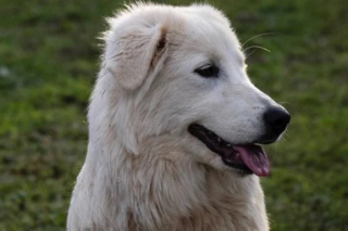 Illustration de l'article : Une chienne survie dans la brousse pendant 6 mois après avoir fugué de sa nouvelle maison