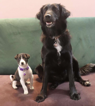 Illustration de l'article : Ce chiot minuscule séparé de sa famille pleurait dans la rue en cherchant sa maman (vidéo)