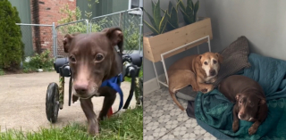 Illustration de l'article : Des chiens âgés et handicapés reprennent goût à la vie grâce à une femme au grand cœur