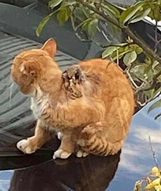 Illustration de l'article : Un chat errant blessé et méfiant apprend progressivement à apprécier la chaleur humaine
