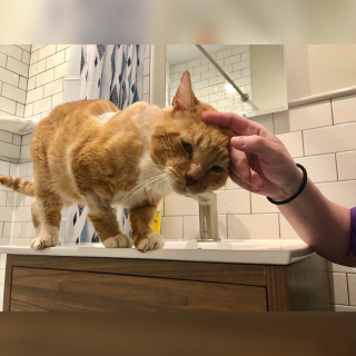 Illustration de l'article : Un chat errant blessé et méfiant apprend progressivement à apprécier la chaleur humaine
