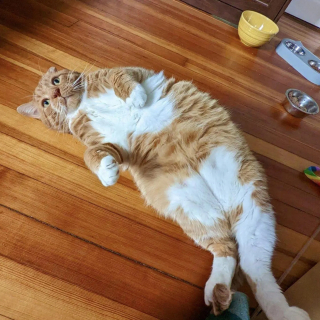 Illustration de l'article : Un chat errant blessé et méfiant apprend progressivement à apprécier la chaleur humaine