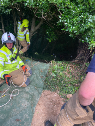 Illustration de l'article : Une femme de 83 ans, portée disparue, est retrouvée grâce aux miaulements désespérés de son chat