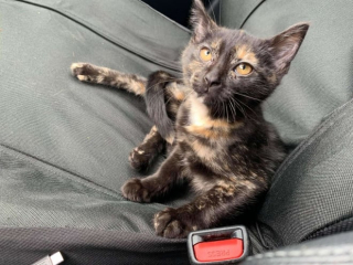 Illustration de l'article : Un chaton abandonné en pleine forêt est retrouvé grâce à un chien qui a interrompu sa promenade pour l’aider (vidéo)