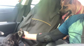 Illustration de l'article : Un chaton abandonné en pleine forêt est retrouvé grâce à un chien qui a interrompu sa promenade pour l’aider (vidéo)