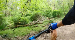 Illustration de l'article : Un chaton abandonné en pleine forêt est retrouvé grâce à un chien qui a interrompu sa promenade pour l’aider (vidéo)
