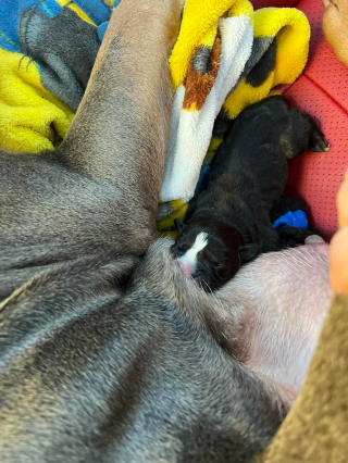 Illustration de l'article : Une femme retrouve sa chienne après 5 ans et à sa grande surprise, cette dernière ne rentre pas seule à la maison