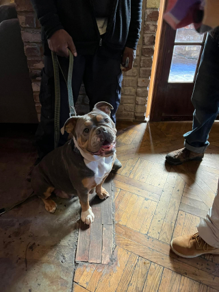 Illustration de l'article : Une femme retrouve sa chienne après 5 ans et à sa grande surprise, cette dernière ne rentre pas seule à la maison