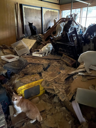 Illustration de l'article : 170 chats découverts dans la maison insalubre d’un homme âgé, hospitalisé depuis plusieurs semaines