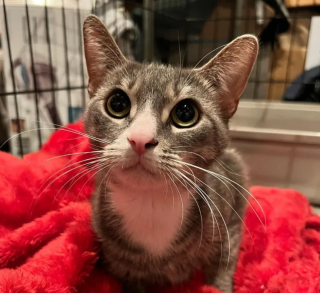 Illustration de l'article : Une famille au grand cœur tente de faire adopter son chat avant son expulsion