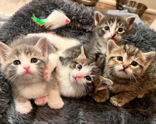 Illustration de l'article : Une famille au grand cœur tente de faire adopter son chat avant son expulsion