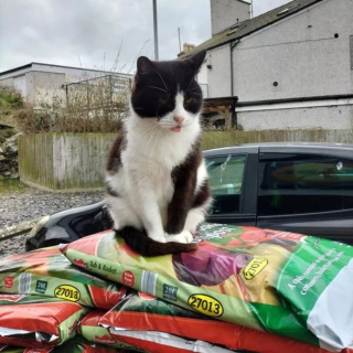 Illustration de l'article : Les clients d'un supermarché lancent un appel pour honorer la mémoire de China, le chat qui égayait leurs journées