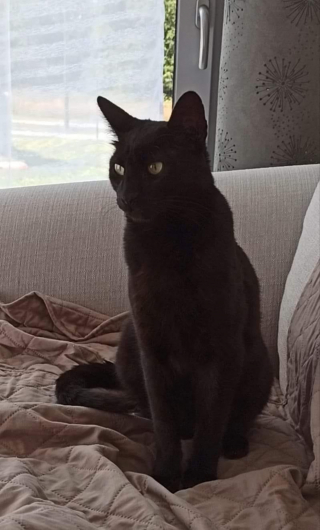 Illustration de l'article : Un chat reste introuvable pendant 2 longues années après un quiproquo dans une pension féline