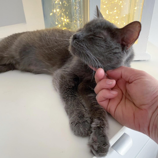 Illustration de l'article : Après avoir survécu aux hivers les plus rudes, cette chatte goûte à la chaleur d’un foyer pour ses 10 ans